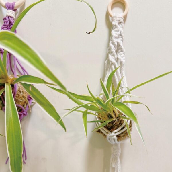 苔玉手編花籃 (建議： 90 分鐘)
