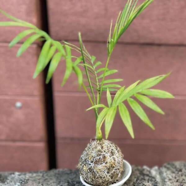 迷你椰子苔球 (建議：60分鐘)
